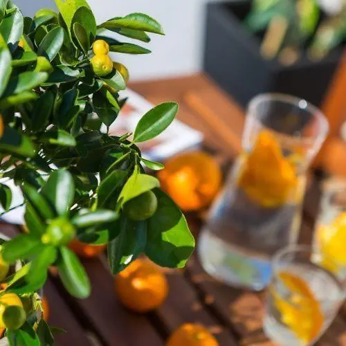 Dream Istria * Πόρετς